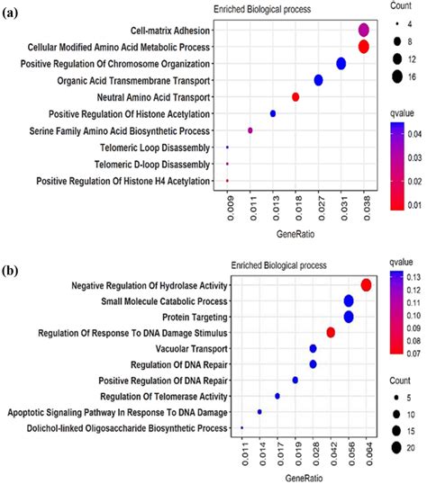 Gene Ontology On The Differentially Expressed Genes DEGs A