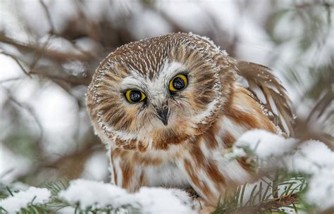 K Owls Birds Glance Hd Wallpaper Rare Gallery