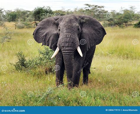 African Elephant in Savannah Stock Image - Image of tanzania, african ...