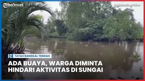 Lokasi Penampakan Empat Buaya Yang Resahkan Warga Tatah Bangkal Tengah