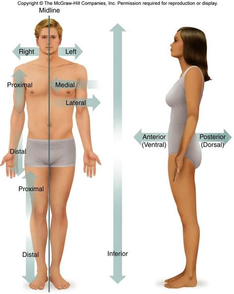 Anatomy Body Orientation Plays Quizizz Worksheets Library