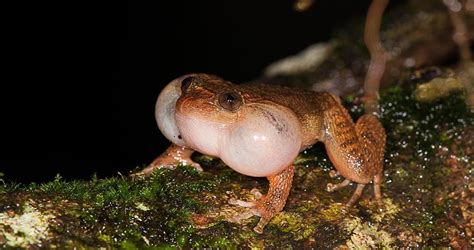 Freaky New Frog Mating Position Discovered Live Science