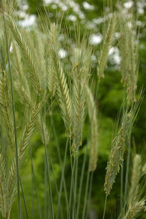 Ear Of Rye In The Field Close Up Of Rye Ears Field Of Rye In A Summer