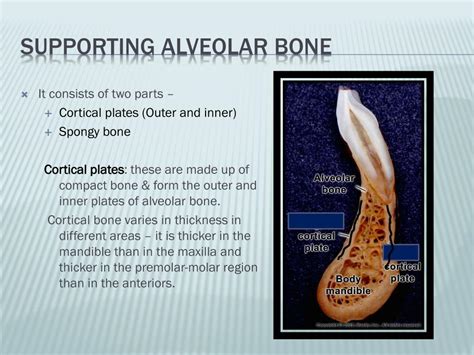 Ppt Alveolar Bone Powerpoint Presentation Free Download Id 6806771