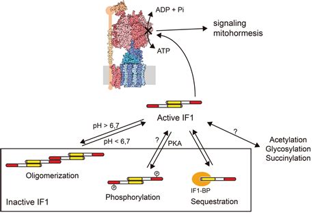 193 Regulation Of Oxidative Phosphorylation Biology Libretexts