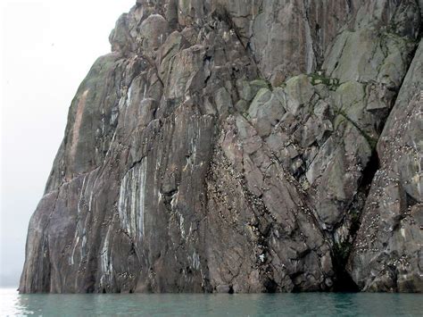 Seabird Cliff Countless Seabirds Nest On The Cliffs Border Flickr