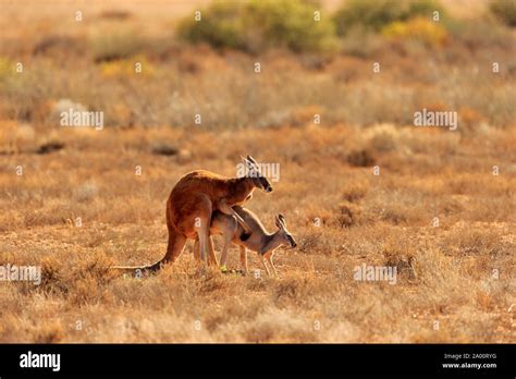 Red Kangaroo, adult male and female mating, Sturt Nationalpark, New ...