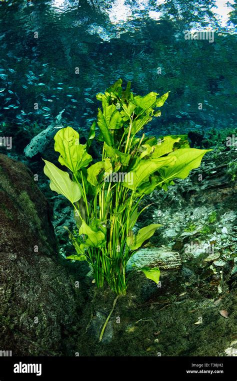 Amazon River Underwater Plants