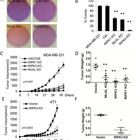 Inhibition Tumor Growth By Mlkl Inhibitor Necrosulfonamide Nsa A