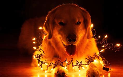 Christmas Dog Wallpapers - Wallpaper Cave