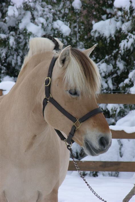 The Norwegian Fjord: A Horse for All Ages | Horse Journals