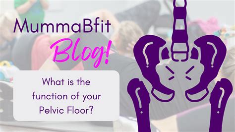 Just What Is The Function Of Your Pelvic Floor