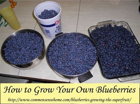 How To Grow Blueberries At Home Garden Veggies Food Garden Fruit