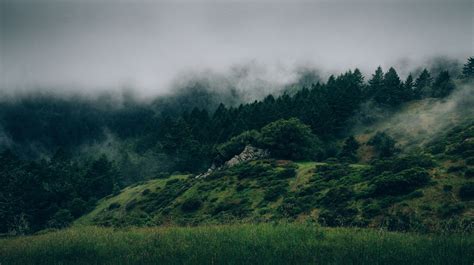 Forest Fog Misty Grunge Trees 1920x1077 Wallpapers