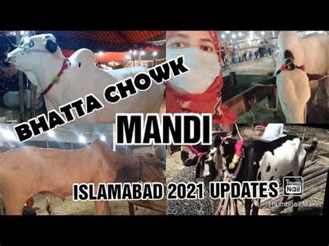 Bhatta Chowk Mandi Cow Mandi Islamabad I Bhatta Chowk Mandi