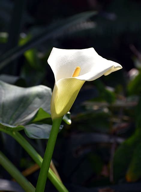 Lis Arum Lys Calla Fleur Photo Gratuite Sur Pixabay Pixabay