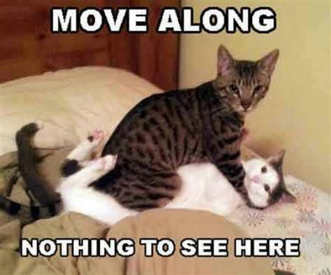 Move Along Nothing To See Here Funny Cat Videos Funny Cats Funny