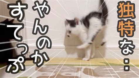 神回子猫のやんのかステップが面白すぎるwww YouTube