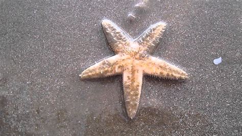 Creepy Starfish Youtube