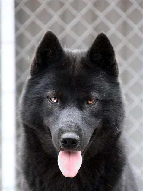 Solid Black Husky