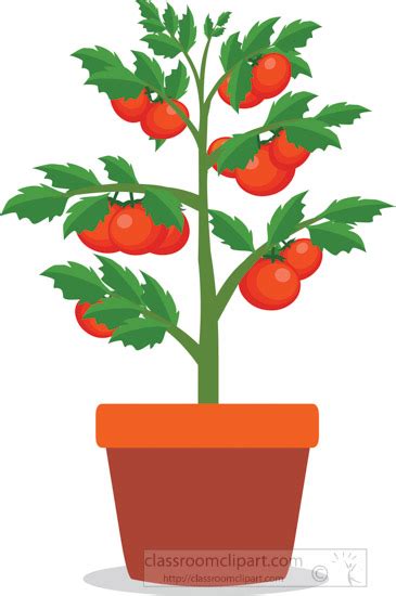 Vegetables Clipart - tomato-plant-clipart - Classroom Clipart