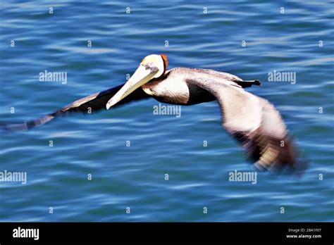 Pelican Aerial Hi Res Stock Photography And Images Alamy