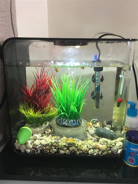 Biorb Flow 15 Litre Black Fish Tank With 3 Fish In Gosport Hampshire