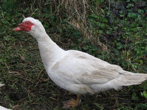 Canard BARBARIE BLANC - MALE - Parc Animalier du Marais à Longueil ...