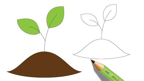 Sapling Drawing