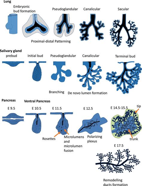 Epithelial Development Based On A Branching Morphogenesis Program The