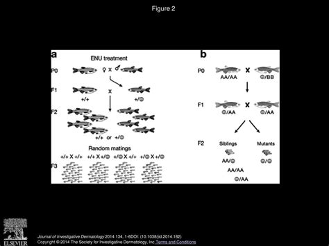 Zebrafish As A Model System To Study Skin Biology And Pathology Ppt