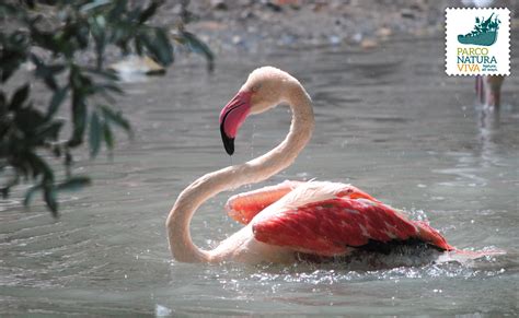 Fenicottero Rosa O Phoenicopterus Roseus Parco Natura Viva