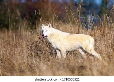 Hudson Bay Wolf Canis Lupus Hudsonicus Stock Photo