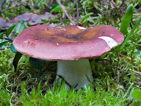Фотокаталог грибов: Сыроежка винно-красная (Russula vinosa)