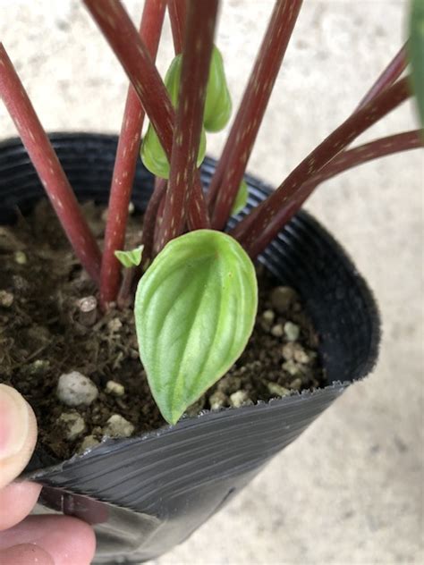 Peperomia Sandersii Variegated