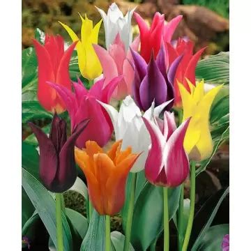 Bulbi Lalele Lily Flower Mix Bulb Permium