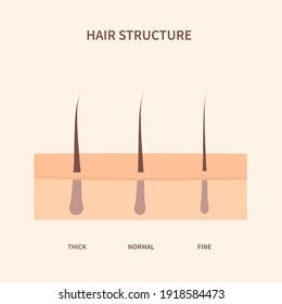 Anatomical Training Poster Hair Growth Phase Stock Vector Royalty Free