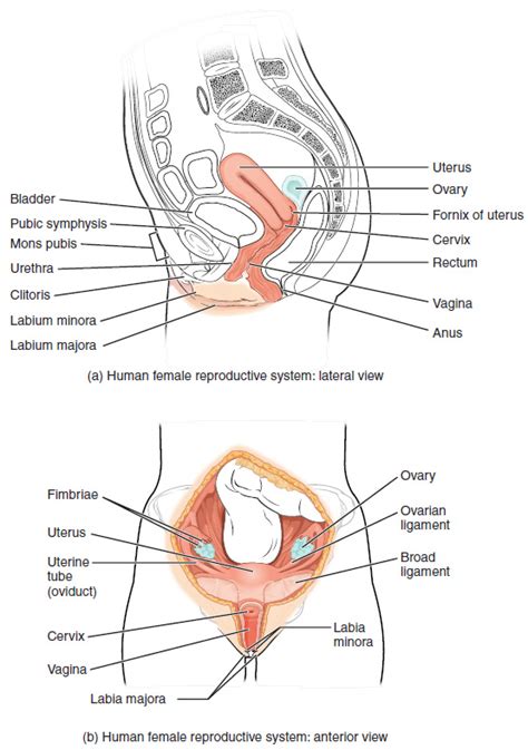 1 7 Female Reproductive System Medicine Libretexts