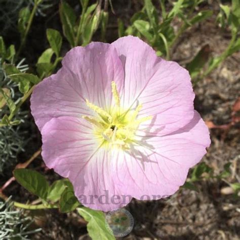 Showy Pink Evening Primrose Oenothera Speciosa Rosea In The