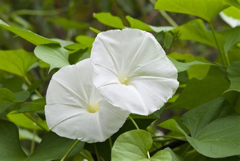 How To Grow Ipomoea Alba Moonflower Horticulture Co Uk