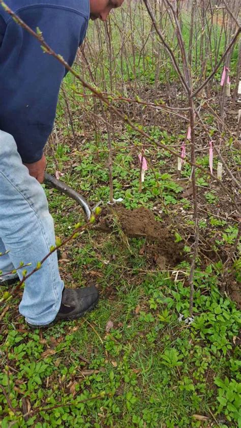 5 Steps to Plant Trees Successfully | Winter Cove Farm