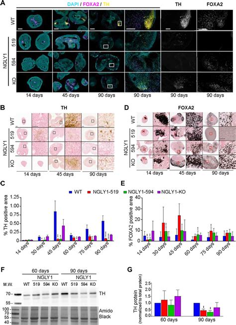 Frontiers Generation And Characterization Of Ngly1 Patient Derived