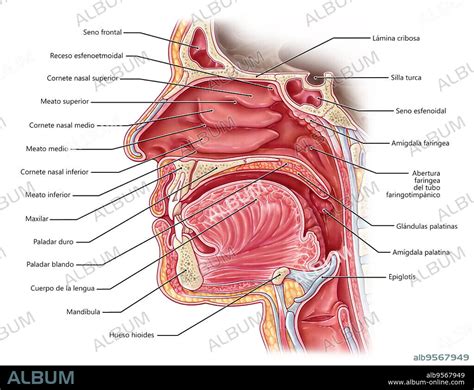 Nasal Cavity Illustration Album Alb9567949