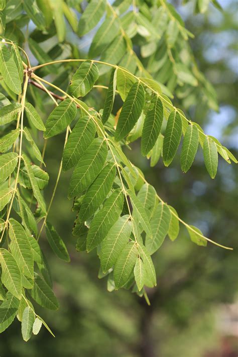 About Black Walnut Trees