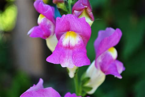 Cymbalaria Flor De Perrito Luis Flores Donoso Flickr