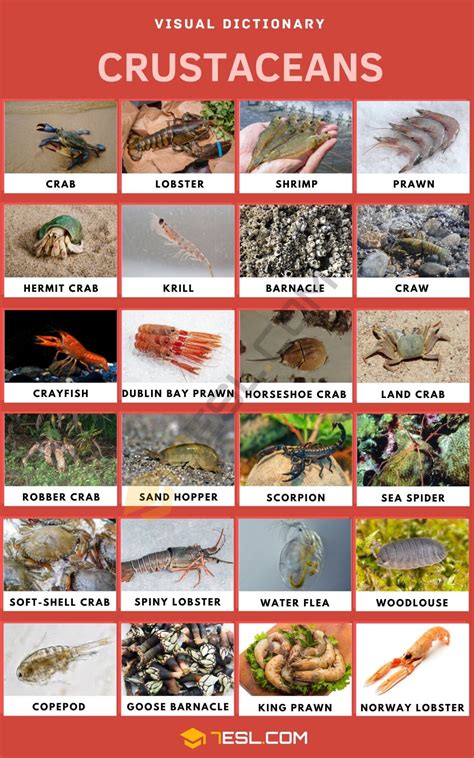 List of Crustaceans with Facts and Pictures • 7ESL