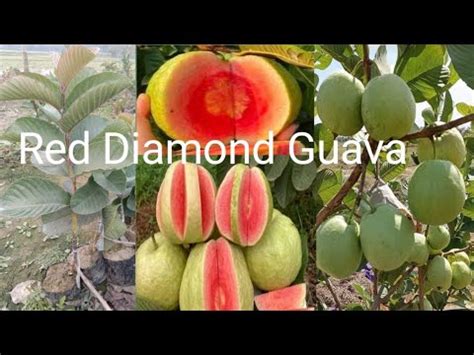 Red Diamond Guava Plant And Japanese Red Diamond Guava Farming Call