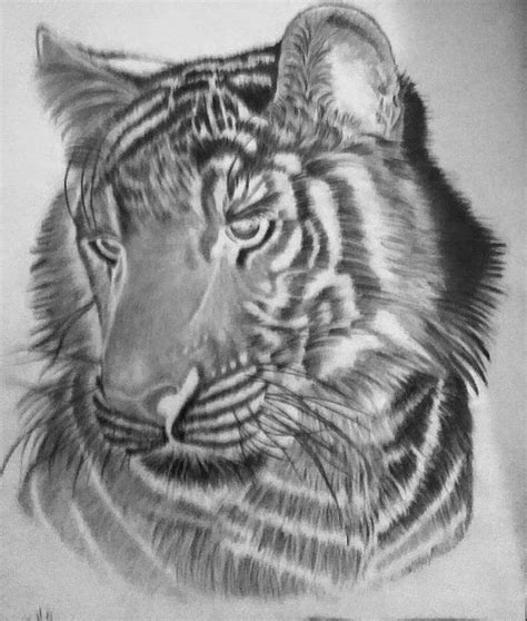 Tiger Drawing By Rebecca Snow Fine Art America