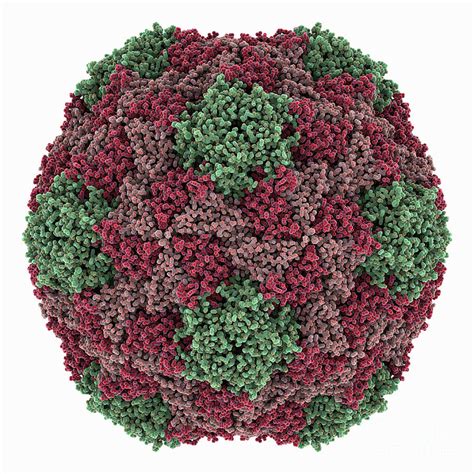 Chaetoceros Socialis Rna Virus Capsid Photograph By Laguna Design