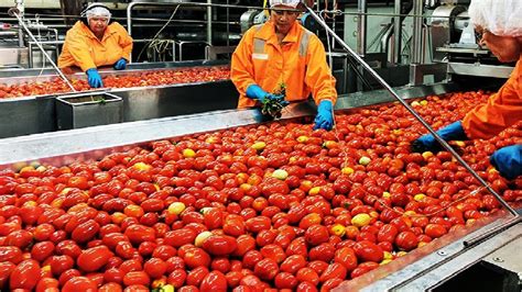 Tomato Processing Technology How Tomato Ketchup Is Made Ketchup